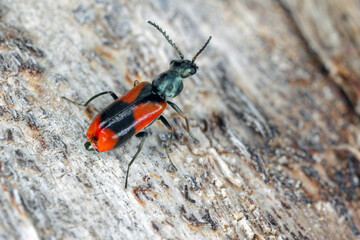 Soft-winged flower beetle (Anthocomus equestris) on dead wood.