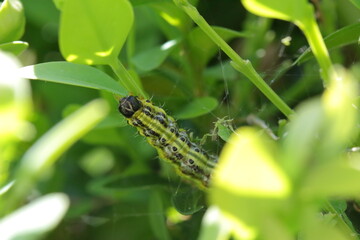 Cydalima perspectalis caterpillars in the garden on common box. The box tree caterpillars quickly destroy entire shrubs in the gardens.