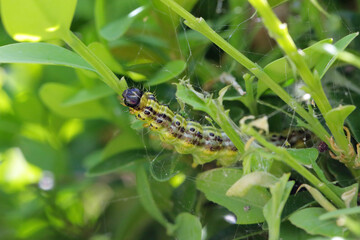 Cydalima perspectalis caterpillars in the garden on common box. The box tree caterpillars quickly destroy entire shrubs in the gardens.