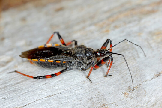 Rhynocoris annulatus, an Assassin bug on wood. It is a predatory bug that hunts a variety of small invertebrates, including pests