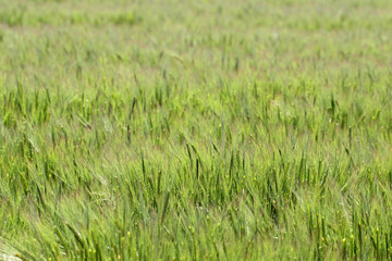 Barley field in sunset time,Barley grain is used for flour, barley bread, barley beer, some whiskeys, some vodkas, and animal fodder 