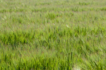 Barley field in sunset time,Barley grain is used for flour, barley bread, barley beer, some whiskeys, some vodkas, and animal fodder 