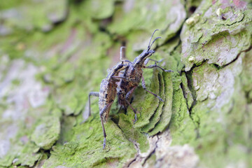 Ribbed pine borer - Rhagium inquisitor on bark of tree.