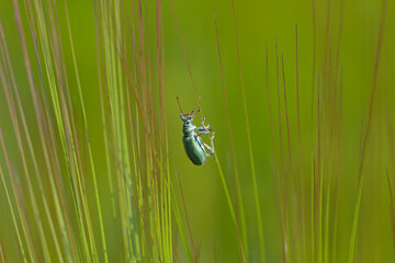 Macro shot of a nettle weevil (Phyllobius), insect on barley