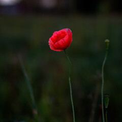 red poppy flower in a field