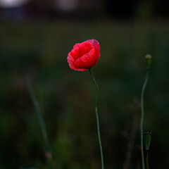 Fototapeta premium red poppy flower in a field