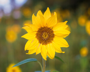sunflower in the field
