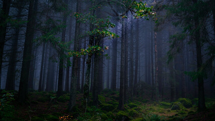 Dark foggy forest - moody forest. Kinekulle Sweden