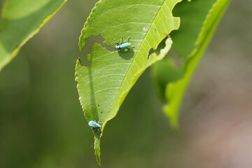 macro closeup of green weevils eating leaves