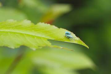macro closeup of green weevils eating leaves