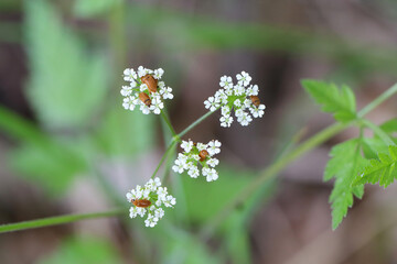 The raspberry beetle (Byturus tomentosus) on flower. It is a beetles from fruitworm family Byturidae a major pest affecting raspberry, blackberry and loganberry plants.