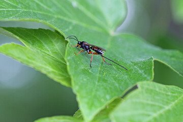 Naklejka premium Hymenoptera from the family Ichneumonidae - ichneumon wasps or ichneumonids. They are parasitoids (a type of parasite) of various insects.
