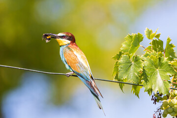 esemplare di Gruccione