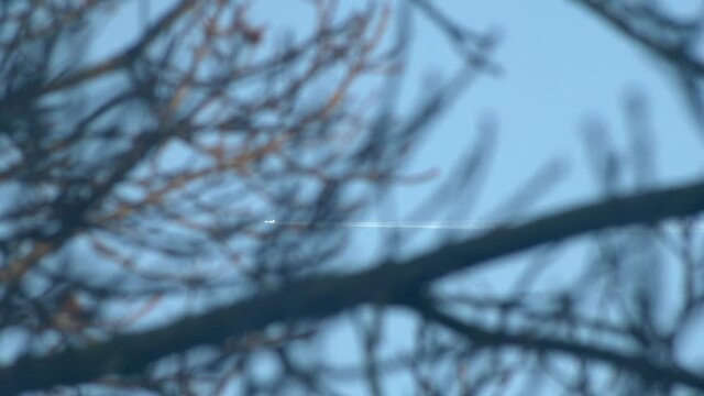 Airplane flies in the sky taken through bare branches in autumn. Slow motion 4K
