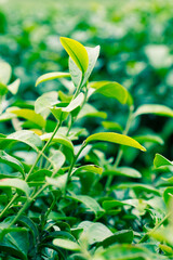 lily of the valley in the garden