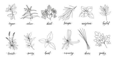 Popular Culinary Herbs and spices big set. Isolated objects. Vector flat illustration. For health care, store, cosmetics, health care, food design - obrazy, fototapety, plakaty