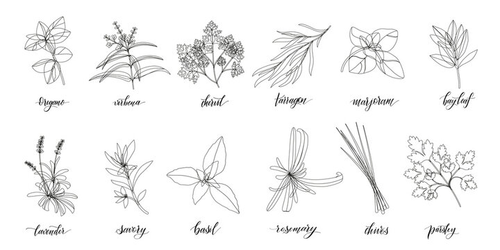 Popular Culinary Herbs and spices big set. Isolated objects. Vector flat illustration. For health care, store, cosmetics, health care, food design