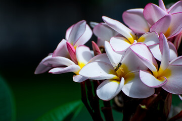 Frangipani 