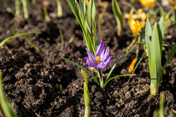 Bright, delicate spring purple crocuses in the garden on an early sunny morning. Awakening of plants in nature after winter. Forest botanical crocuses wild flowers.Flower bed with crocuses