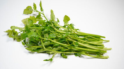 新鮮なせりのイメージ