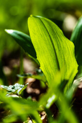 detail of wild garlic