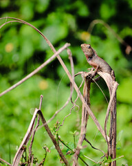 Chameleon ( kachindo ) with yellow skin and green background.