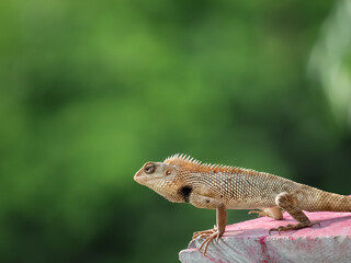 Chameleon ( kachindo ) with yellow skin and green background.