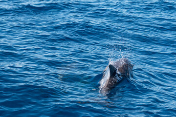 Delphin