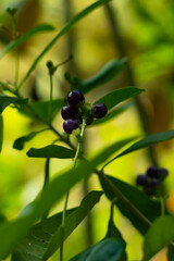 The Black and deep purple wild cherry