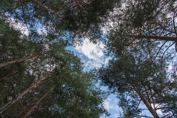 tops of a pine forest