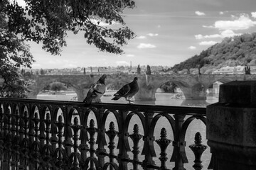Gołębie na tle mostu Karola w Pradze - obrazy, fototapety, plakaty