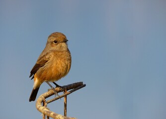 Pied bush chat bird, The pied bush chat is a small passerine bird.