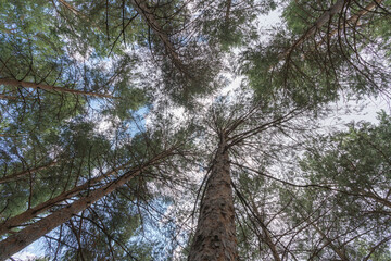 tops of a pine forest