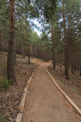 path through a pine forest in Sierra Nevada