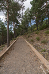 Fototapeta na wymiar path through a pine forest in Sierra Nevada