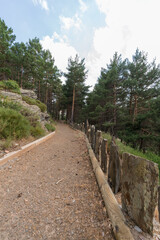 Fototapeta na wymiar path through a pine forest in Sierra Nevada