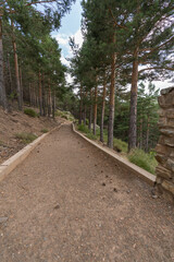 path through a pine forest in Sierra Nevada