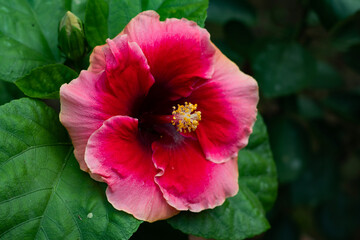 Red colorful big hibiscus rosa-sinensis or Joba