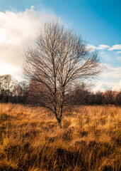 Fototapeta premium Spätherbst im Hohen Venn