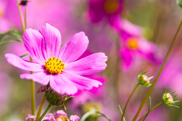 Pink cosmos flower blooming beautiful vivid natural summer in the garden,soft blur for background.