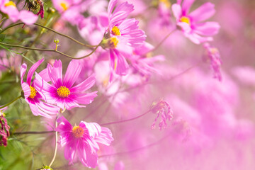 Obraz premium Pink cosmos flower blooming beautiful vivid natural summer in the garden,soft blur for background.