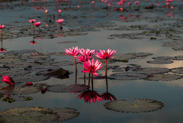 Pink lotus in the middle of the lake 