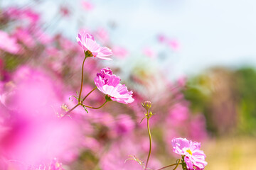 Pink cosmos flower blooming beautiful vivid natural summer in the garden,soft blur for background.