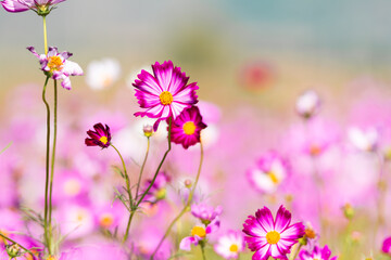 Fototapeta premium Pink cosmos flower blooming beautiful vivid natural summer in the garden,soft blur for background.
