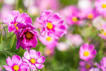 Fototapeta premium Pink cosmos flower blooming beautiful vivid natural summer in the garden,soft blur for background.