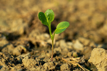 Little lily baby plant on home flower garden