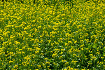 Fototapeta premium Wide mustard flowers field in the riverside