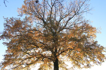 Chêne automnal