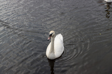 A beautiful white swan in a river on a bright sunny day