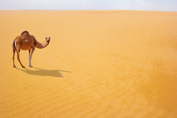Brown camel in desert dunes, Image